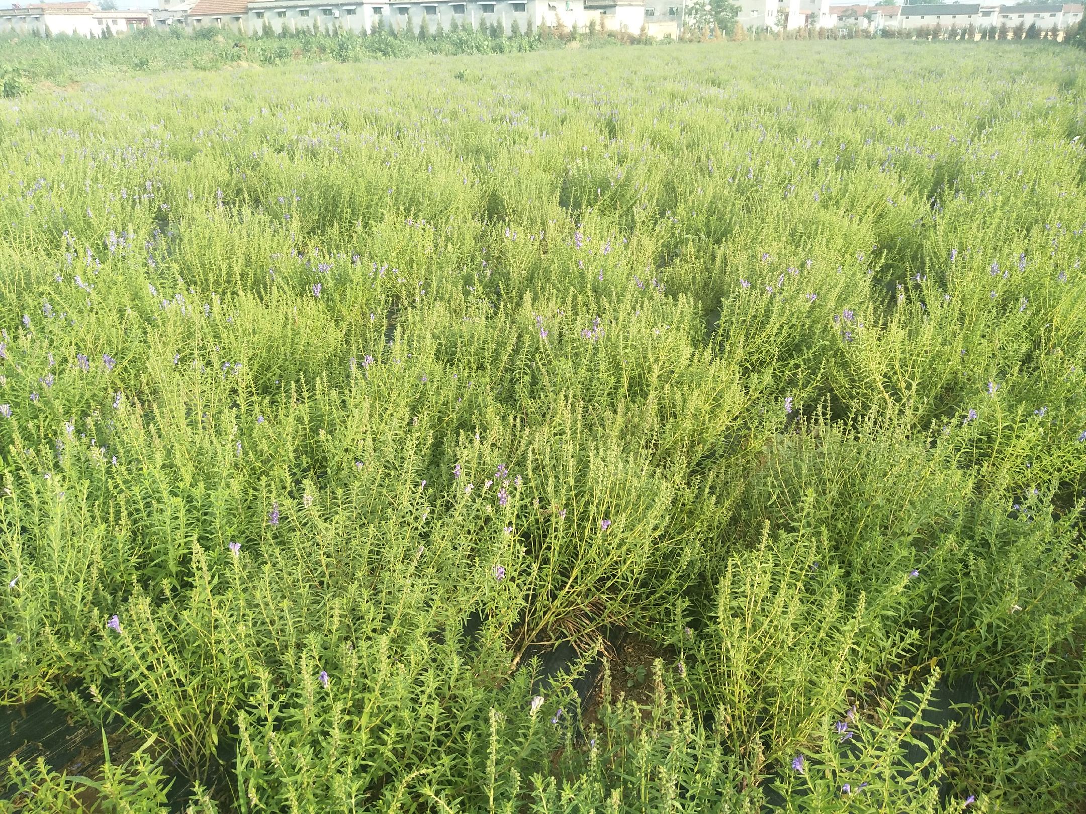黄芩植株全景图