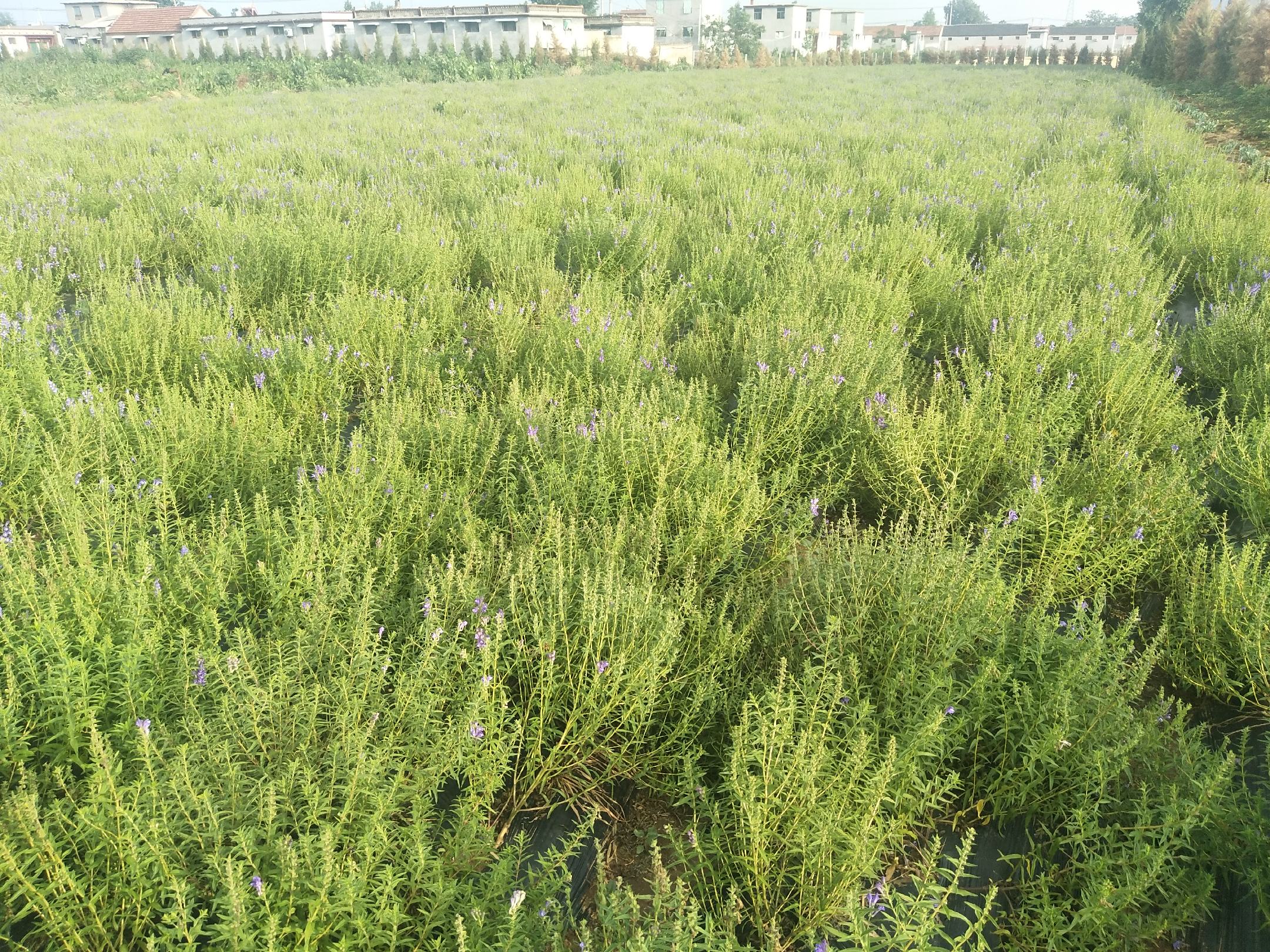 燕山南麓的宽城黄芩种植基地,秋季阳光照射下的黄芩植株整齐排列,叶片呈灰绿色,根部已初步膨大,农民正在田间查看生长情况 宽城黄芩田间生长实景