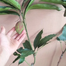 广西芒果苗当年结果嫁接苗南方种植庭院盆栽地栽苗四季芒果苗