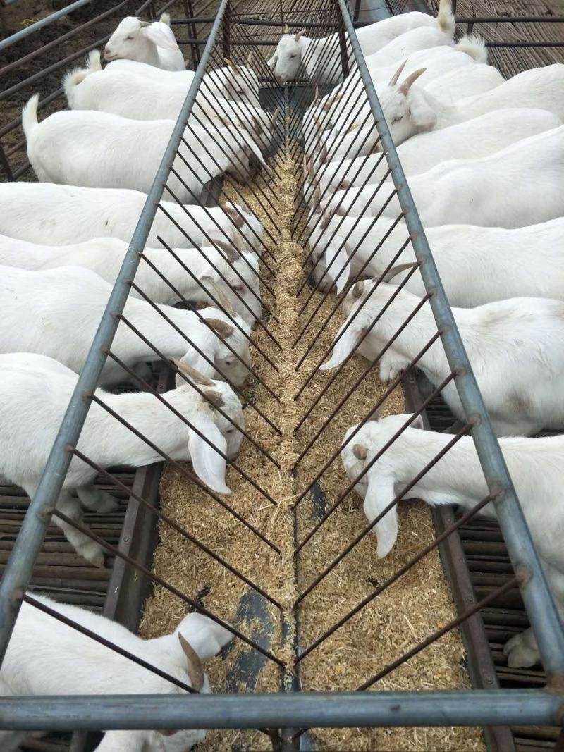 山东菏泽郓城县食槽 399.00元/个羊槽子 料