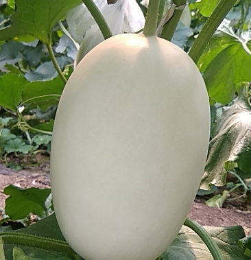 翠脆梨甜瓜上市欢迎各地客商