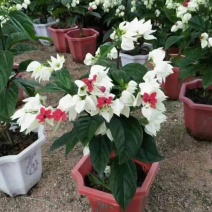 龙吐珠花盆栽龙吐珠花苗观花植物可视频看货