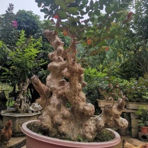 天鹅绒紫薇，量供应紫薇桩