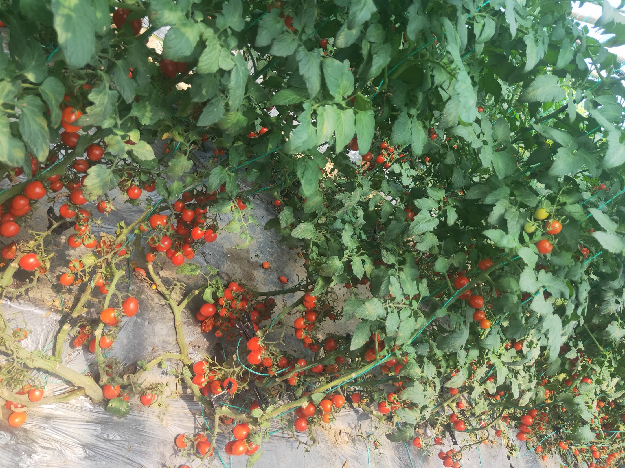 一株成熟的釜山88圣女果植株,枝叶茂盛,藤蔓上挂满成串鲜红透亮的小番茄,果实呈椭圆形,表面光滑有光泽,阳光照射下显得晶莹剔透,背景为现代化温室环境 釜山88圣女果成熟植株特写