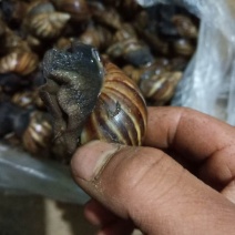 黑肉蜗牛大量有货，价格美丽，欢迎打扰。