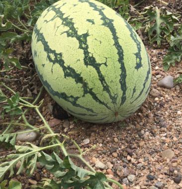 正宗宁夏硒砂瓜,成都大量有货