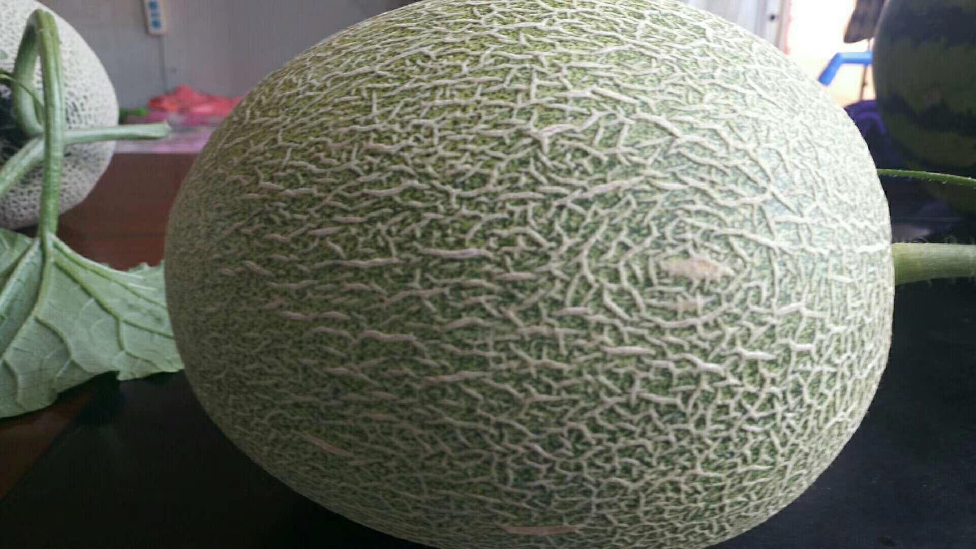 展示一个完整的西州网纹瓜,果皮表面清晰可见的网状纹路,果肉呈淡绿色,果形圆润饱满 西州网纹瓜特写