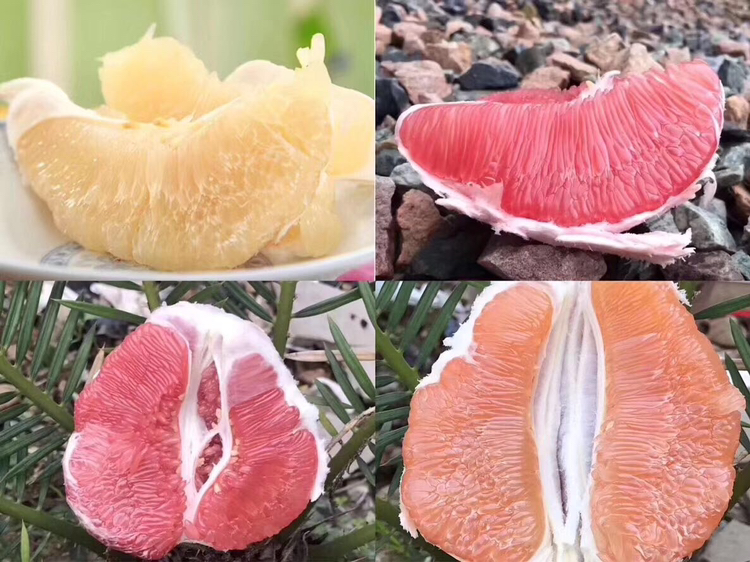 葡萄柚不同成熟期品种对比图