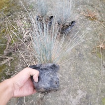 蓝羊茅苗实图视频，蓝羊茅价格介绍，蓝羊茅基地货源