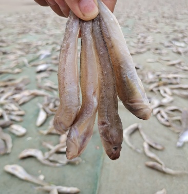 狗光鱼!也叫油光鱼!一款咸鱼!自然晾晒!肉质鲜嫩大量有货
