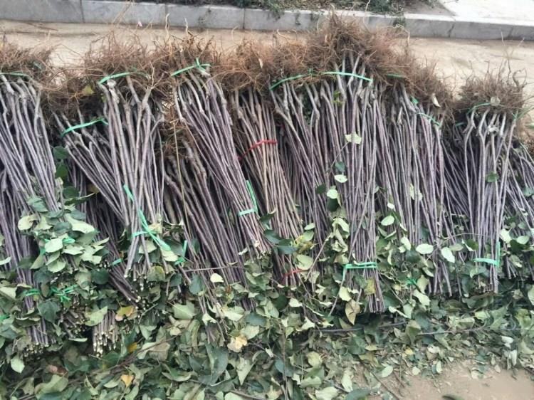 滕木苹果包装与销售场景