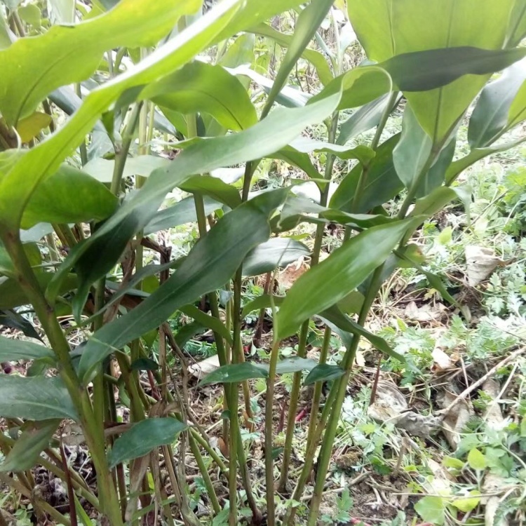 [砂仁苗批发]春砂仁苗一年苗两年苗已经结果的幼苗长年出售价格0.