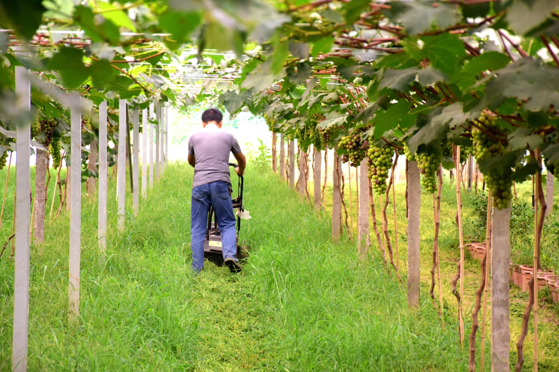 户太8号葡萄冬季修剪示范图