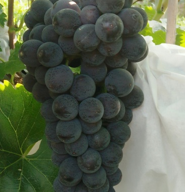 兴华王葡萄新树口感好全套袋果子干净