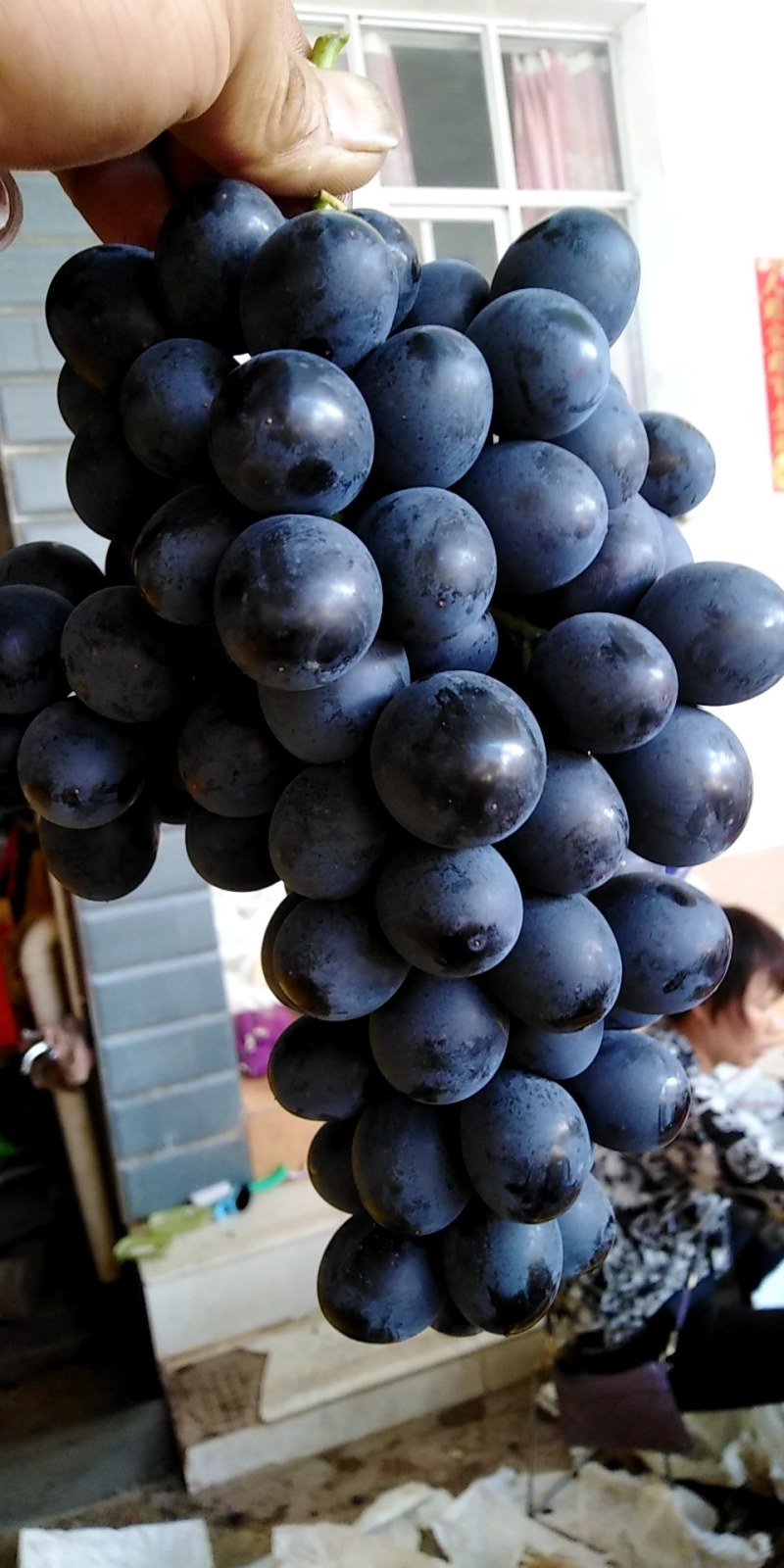 [克伦生葡萄批发]云南大理宾川县葡萄 3.00元/斤红提,克伦生 _ 一亩田