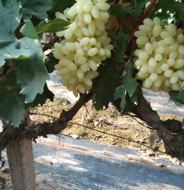 [水晶葡萄批发]水晶玉无核马奶无核提子葡萄价格3.00元/斤 - 一亩田