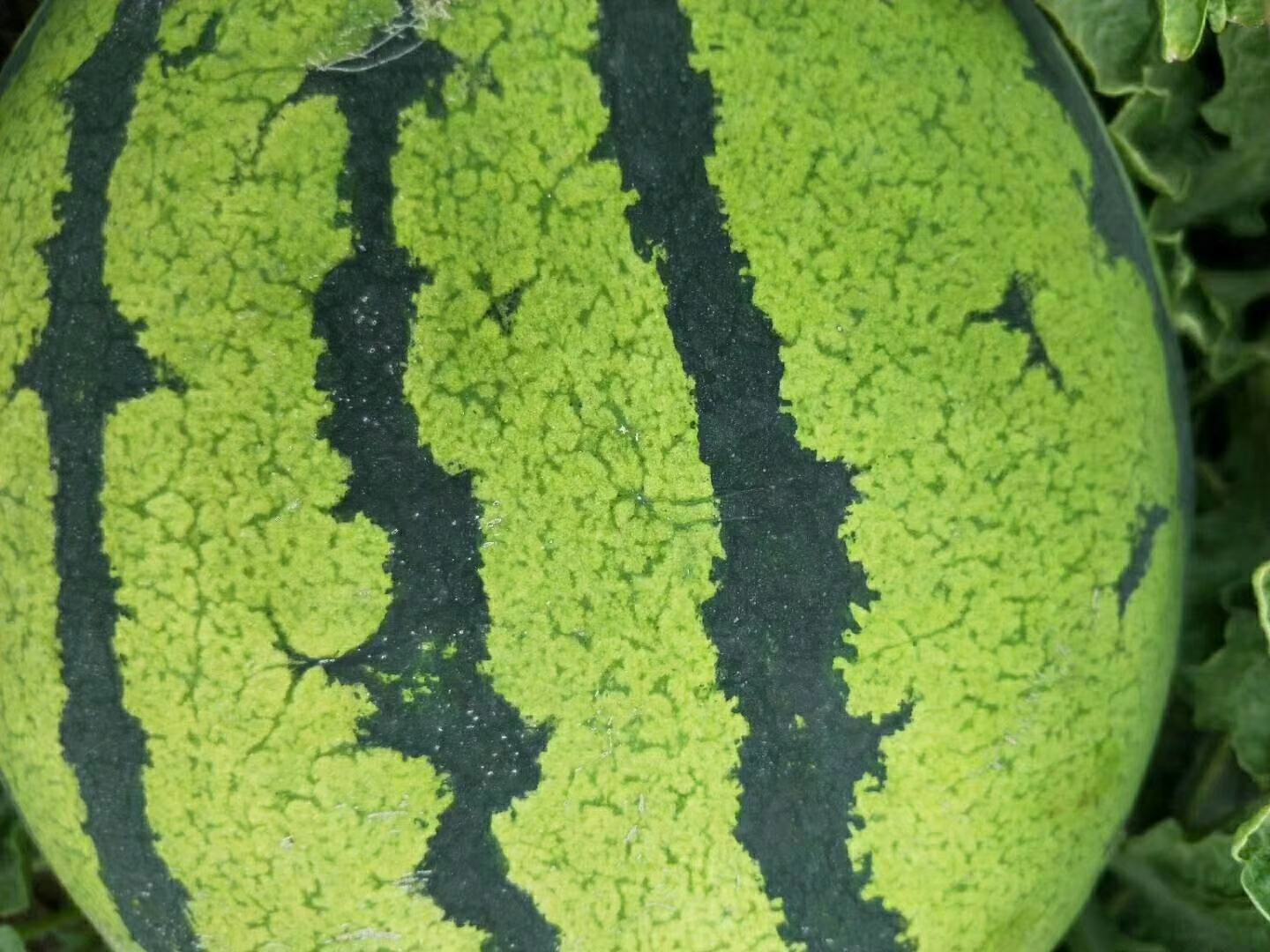 挑选京欣西瓜的外观特征