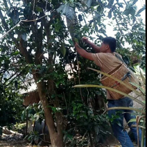 古树茶纯手工制作质量假一赔十
