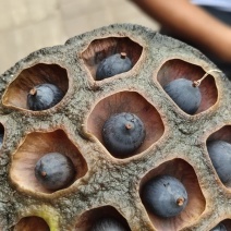 莲蓬，药莲蓬，新鲜莲蓬大量有货质量保证欢迎采购
