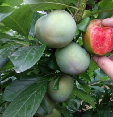 新品種三華李樹苗紅肉李子特大蜜種植果樹苗四季盆栽地栽當年