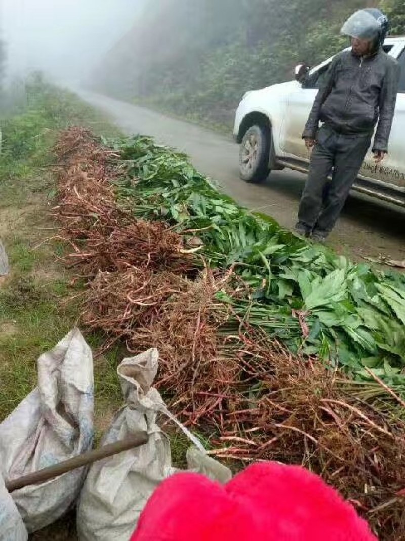 文山砂仁种植基地图片