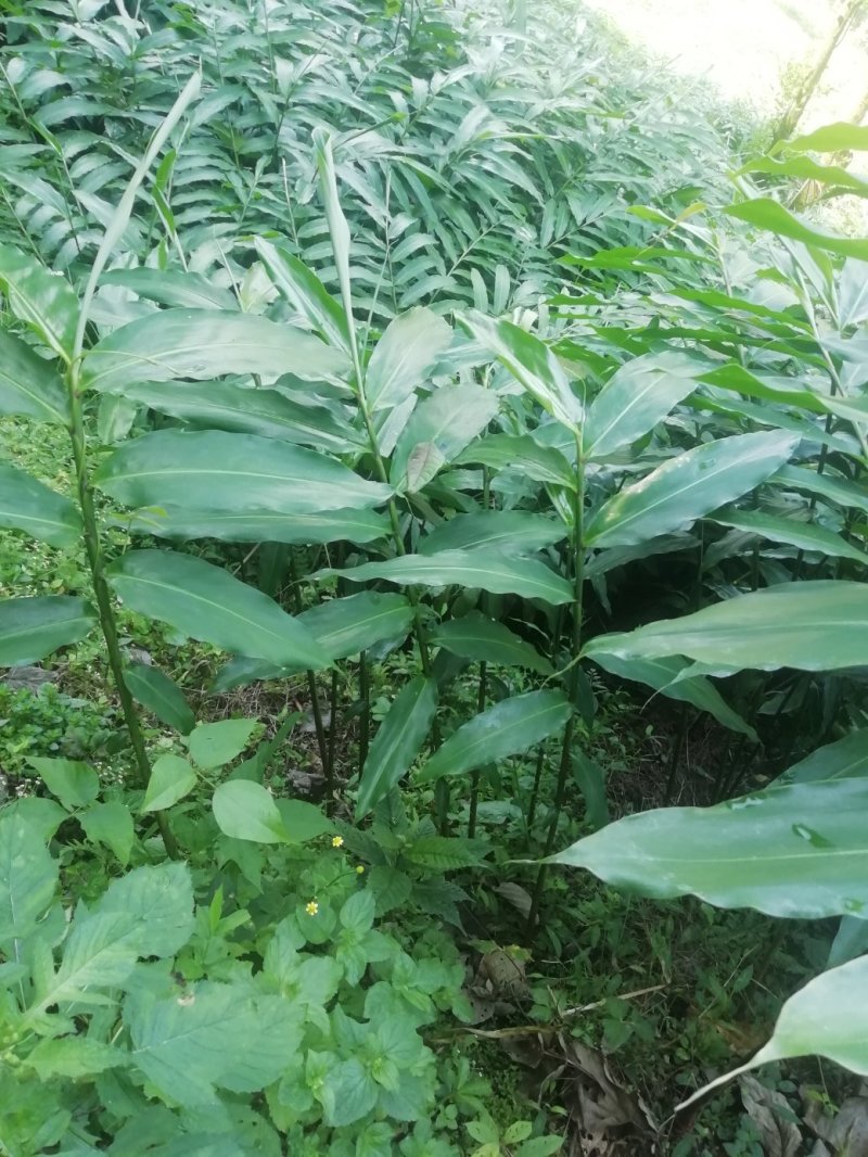 文山砂仁种植基地图片