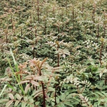 红花椒苗，冕宁川西苗木种植有限公司
