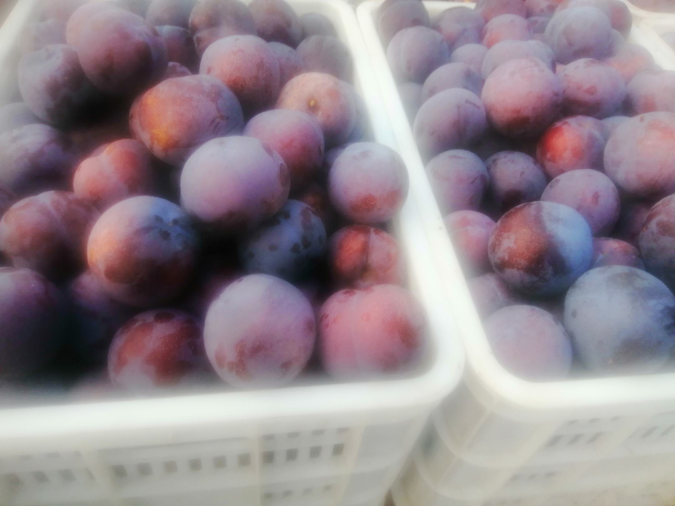 黑宝石李子系列产品展示