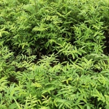 青花椒苗，九叶青椒苗，藤椒苗，无刺花椒苗，