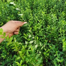 批发小叶扶芳藤苗，小叶扶芳藤规格齐全