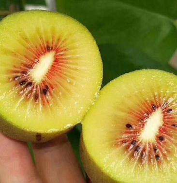 时令水果四川红心猕猴桃小果30枚205元包邮包售后