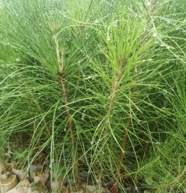 优质杉木杯苗湿地松杯苗热卖中