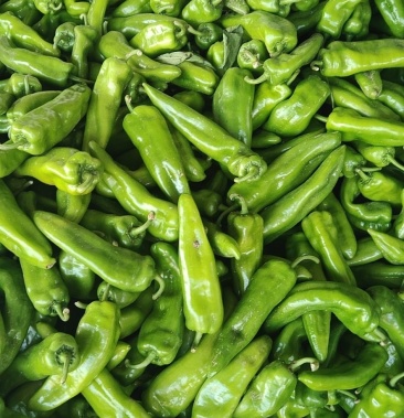 牛椒元椒大量上市