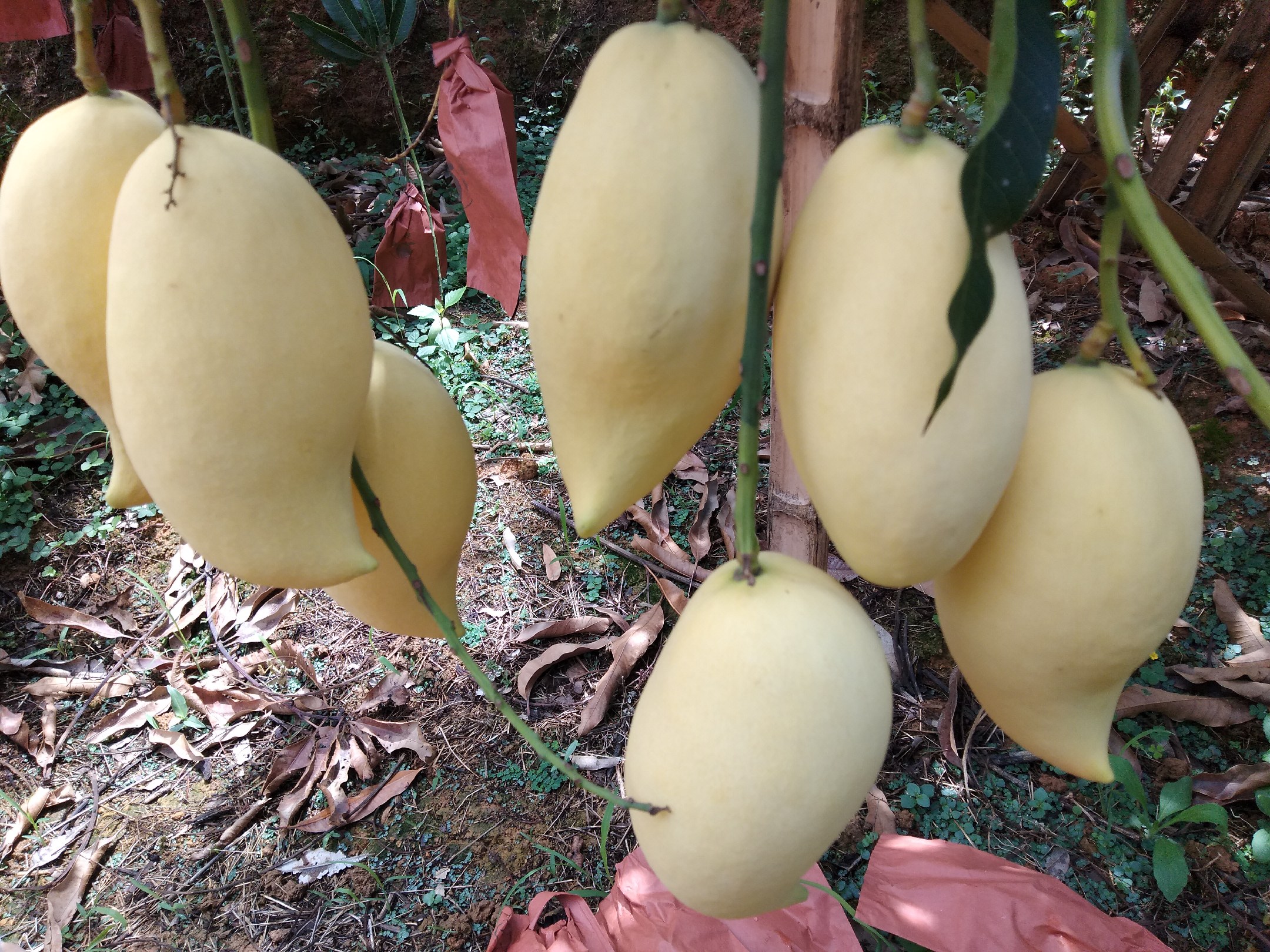 云南红河州标准化种植基地,盛产期鹰嘴芒果挂果实拍。果实呈典型鹰喙形,果皮底色青绿转浅黄,阳面泛金晕,单果均匀硕大,多数长度15–18cm、最宽处达10–12cm,枝条微弯承重,体现‘芒果大了’的丰产特征 鹰嘴芒果挂满枝头特写:青黄渐变果皮泛着蜡质光泽,果实呈明显鹰喙状尖端,硕大饱满,部分果实直径超12厘米,背景为云南红河州梯田式芒果园