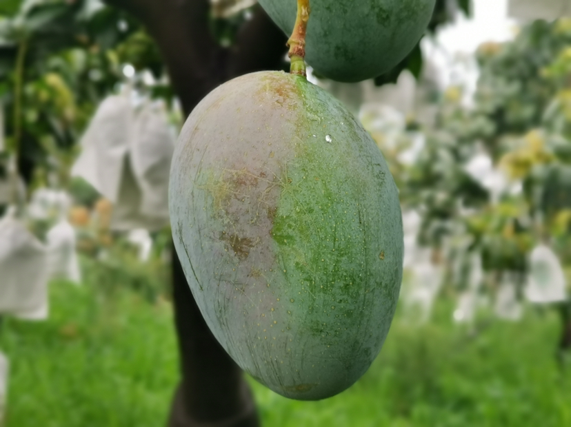凯特芒生长在树上的自然状态