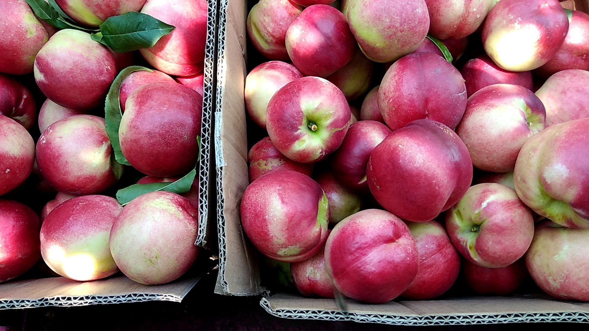 展示新鲜采摘的518油桃,果实饱满、色泽鲜亮 518油桃展示图