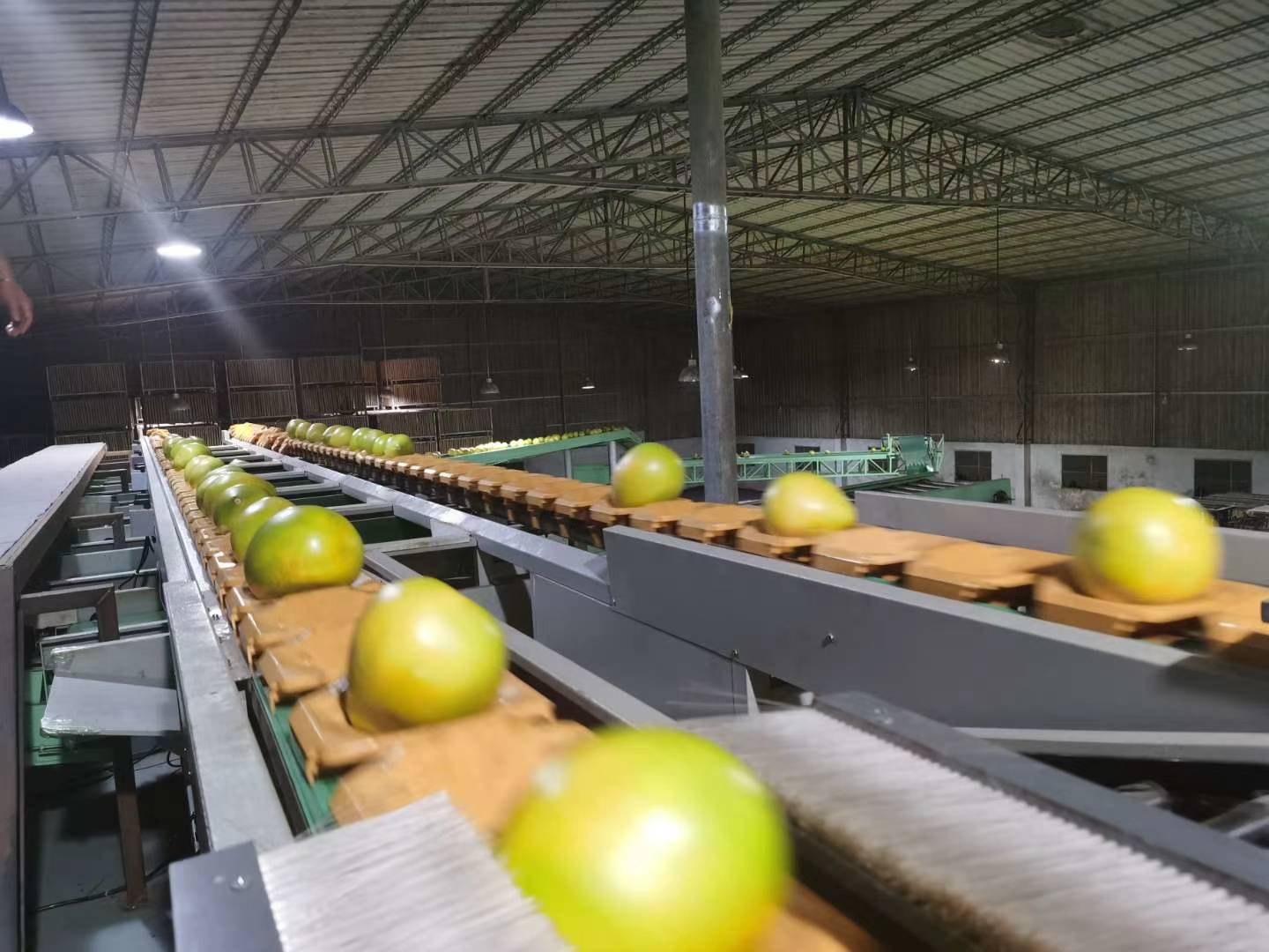 三红柚分拣包装车间