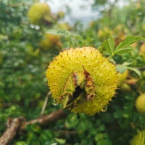 刺梨鲜果新鲜上市维生素C高