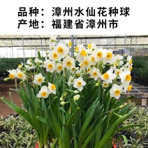 30庄正宗漳州水仙花种球水培花卉水养大盆栽植物冬季花卉种