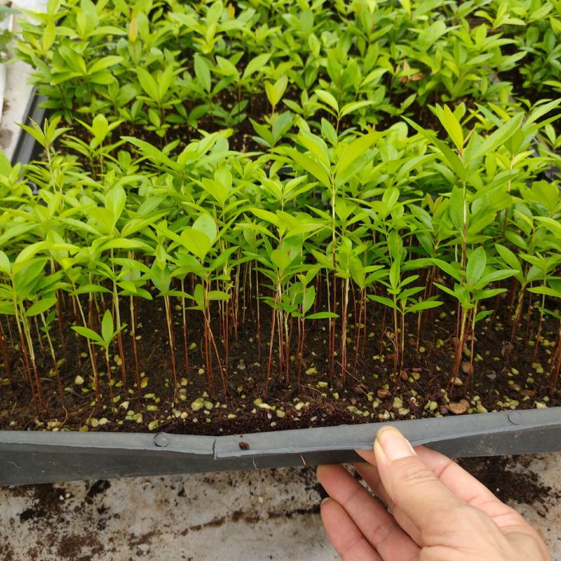 巴西甜樱桃苗筛盘苗盆栽果树苗南北方可种植好养