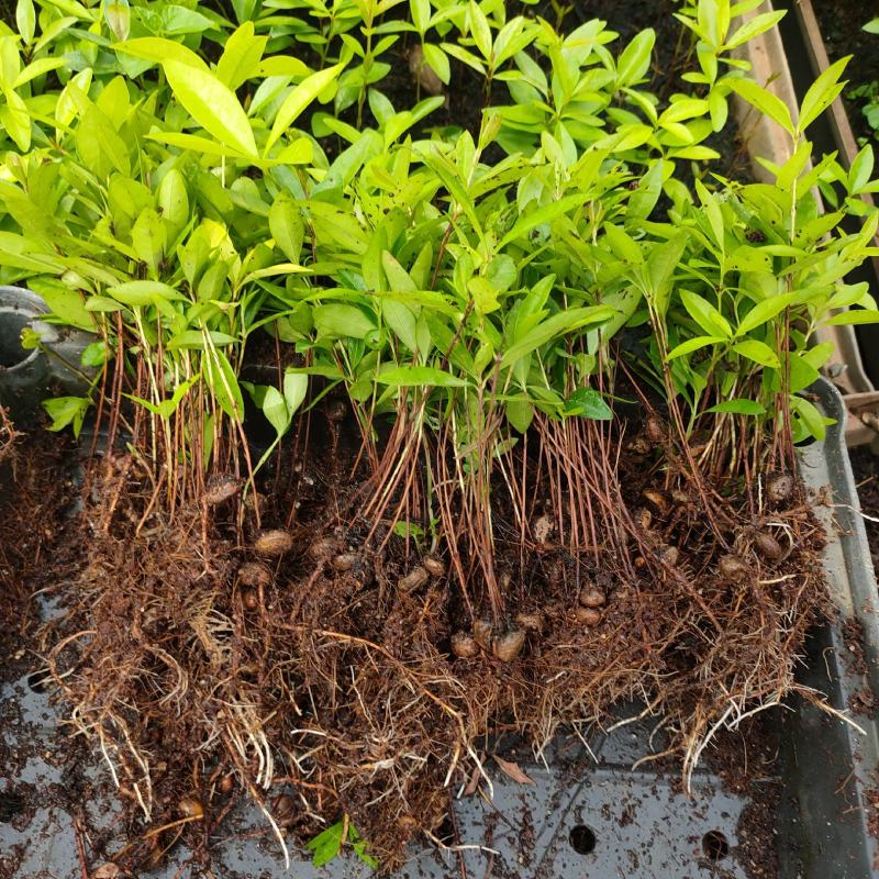 巴西甜樱桃苗筛盘苗盆栽果树苗南北方可种植好养