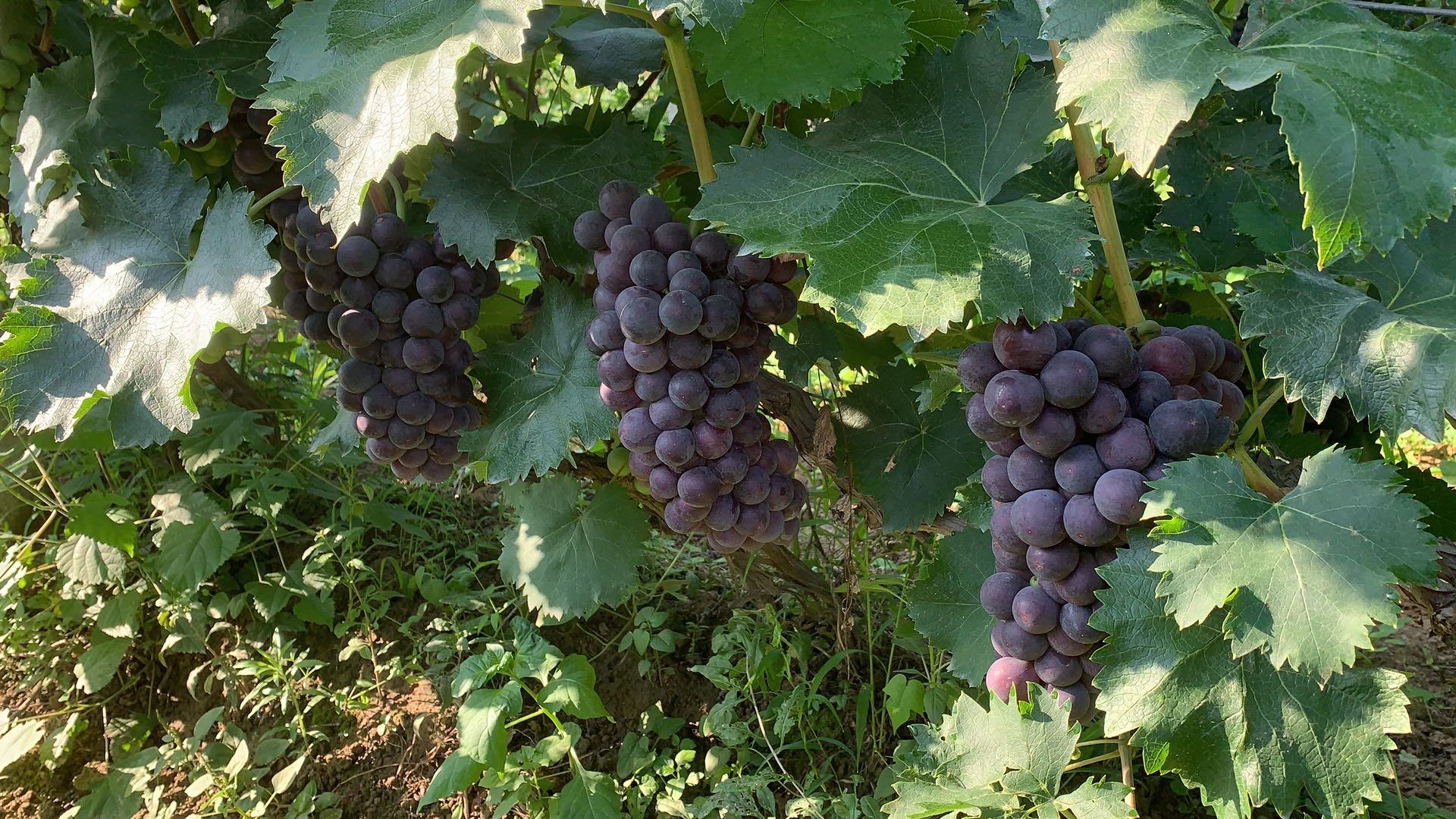 京亚葡萄果穗特写