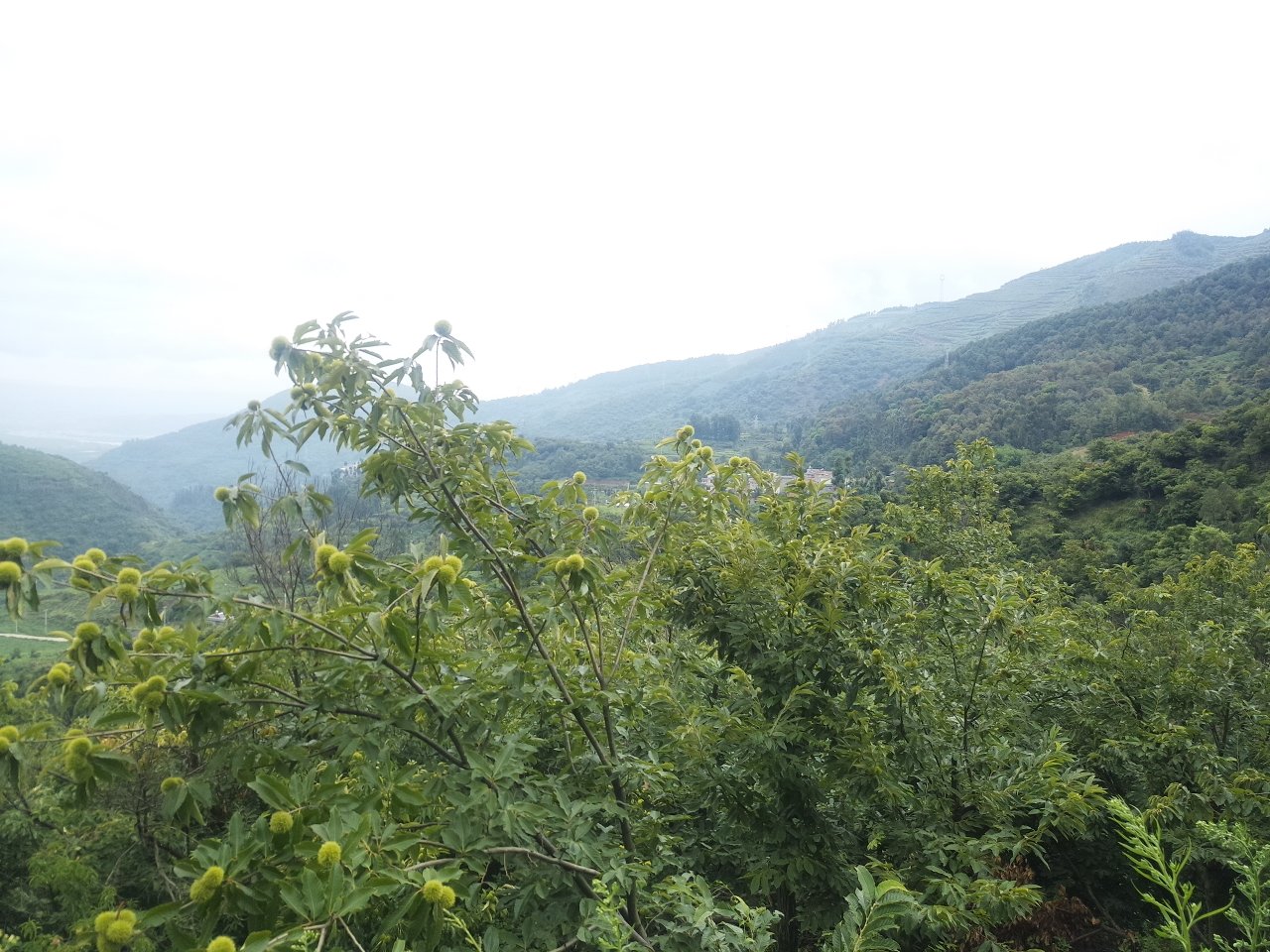 马栗油果实特写