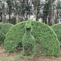 自家苗圃供应小叶女贞孔雀造型基地直销视频看货