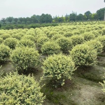 自家苗圃供应金姬小蜡球基地直销视频看货保质保量