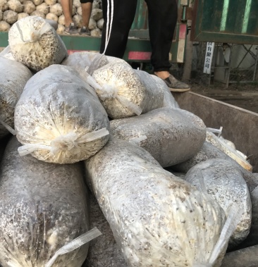 平菇菌种出菇袋出菇菌袋