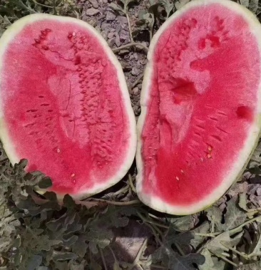 西农8号西瓜 8斤打底 9成熟 1茬