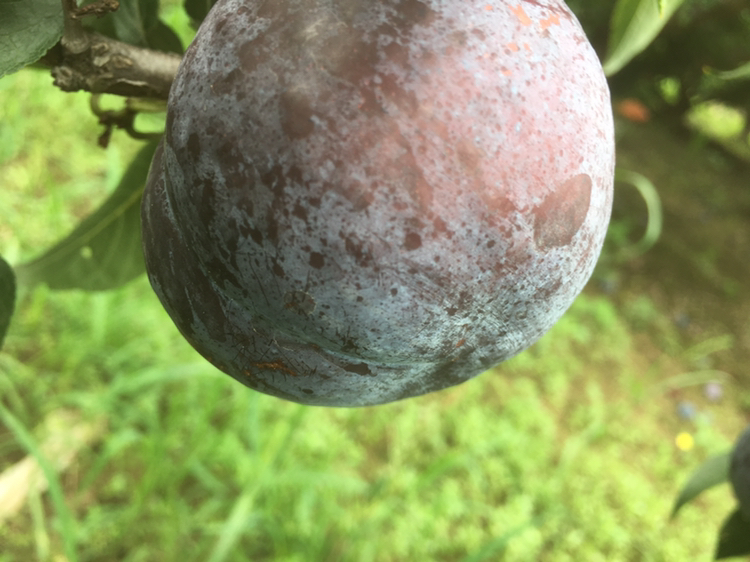 展示一颗成熟黑宝石李子的特写,果皮呈现深紫色至黑色,表面光滑有光泽,背景为果园自然环境 黑宝石李子整体外观展示