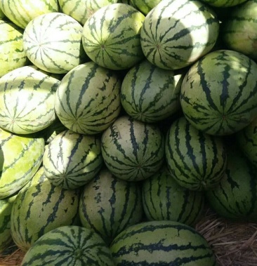 甘肃金花西瓜新鲜金花一号西瓜8424西瓜产地直销水果