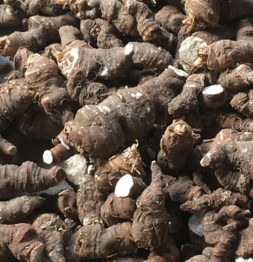 重楼华重楼七叶一枝花粉质足含量达标野生货